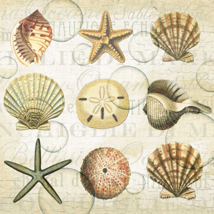 Picture of SHELLS 3