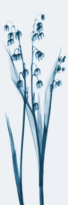 Picture of LILY OF THE VALLEY IN BLUE