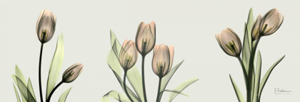 Picture of SPRING  TULIP TRIPLE