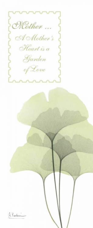 Picture of GINKGO - MOTHER