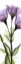 Picture of GENTIAN IN COLOR