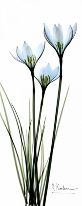 Picture of WHITE LILIES IN BLUE