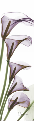 Picture of CALLA LILIES IN PURPLE
