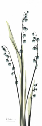 Picture of LILY OF THE VALLEY IN BLUE