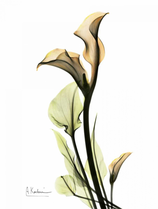 Picture of CALLA LILY DUO