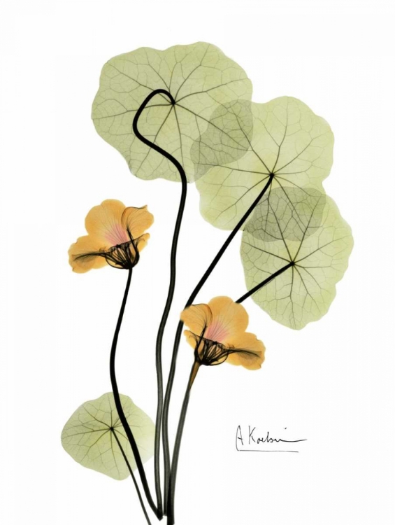 Picture of NASTURTIUM IN YELLOW 2