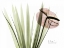 Picture of FLAMINGO PLANT IN COLOR