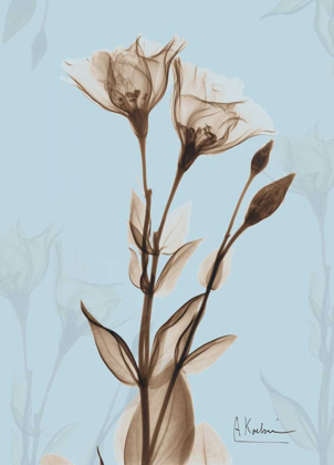Picture of TULIPS BROWN ON BLUE
