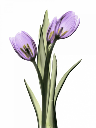 Picture of PURPLE TULIPS 2