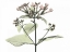 Picture of BOUVARDIA IN COLOR