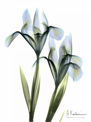 Picture of BLUE IRIS PAIR