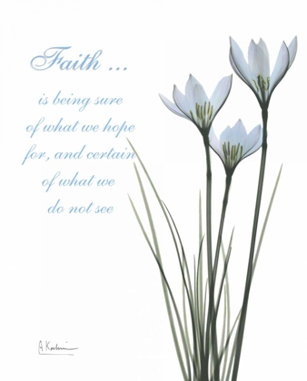 Picture of WHITE RAIN LILY - FAITH