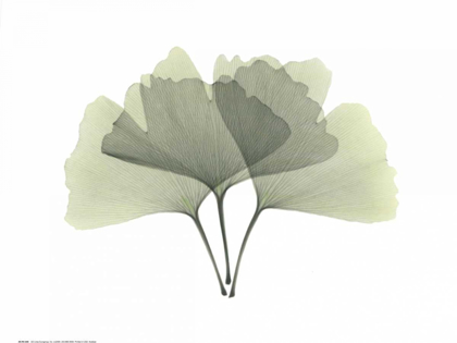 Picture of GINKGO