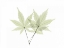 Picture of JAPANESE MAPLE