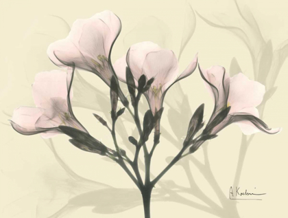 Picture of OLEANDER IN PINK ON BEIGE