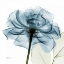 Picture of TEAL ROSE