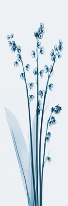 Picture of LILY OF THE VALLEY IN BLUE 2