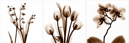 Picture of SEPIA FLORAL TRYP TYCH II