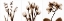 Picture of SEPIA FLORAL TRYP TYCH II