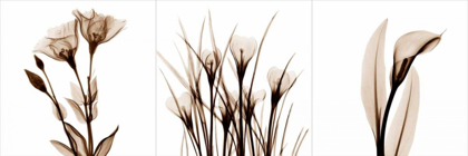 Picture of SEPIA FLORAL TRYP TYCH IV