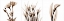 Picture of SEPIA FLORAL TRYP TYCH IV