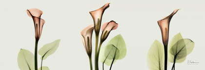 Picture of SPRING CALLA LILY TRIPLE