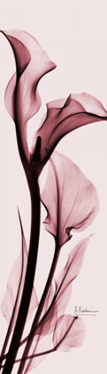 Picture of CALLA LILY ON PINK
