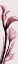 Picture of CALLA LILY ON PINK