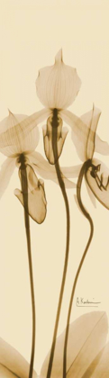 Picture of ORCHID BROWN ON BEIGE