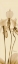 Picture of ORCHID BROWN ON BEIGE