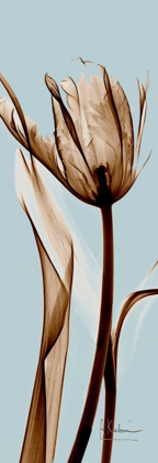 Picture of TULIP BROWN ON BLUE