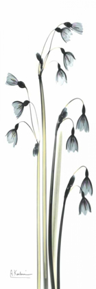 Picture of SNOW DROP GALANTHUS