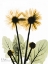 Picture of GERBERA IN COLOR 2