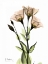 Picture of GENTIAN 3