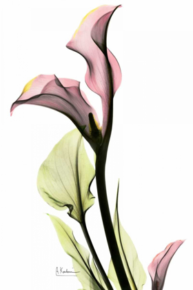 Picture of CALLA LILY IN PINK