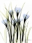Picture of CROCUS C38