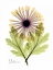 Picture of CHRYSANTHEMUM IN COLOR