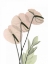 Picture of FLAMINGO IN COLOR