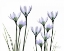 Picture of WHITE RAIN LILY IN BLOOM