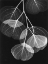 Picture of EUCALYPTUS ON BLACK 2