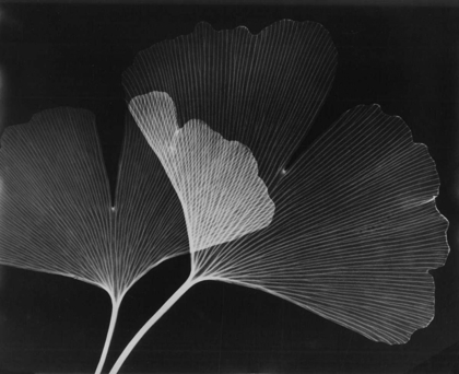 Picture of GINKGO LEAVES CLOSE UP ON BLACK