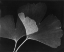Picture of GINKGO LEAVES CLOSE UP ON BLACK