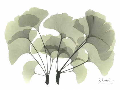 Picture of GINKGO IN GREEN