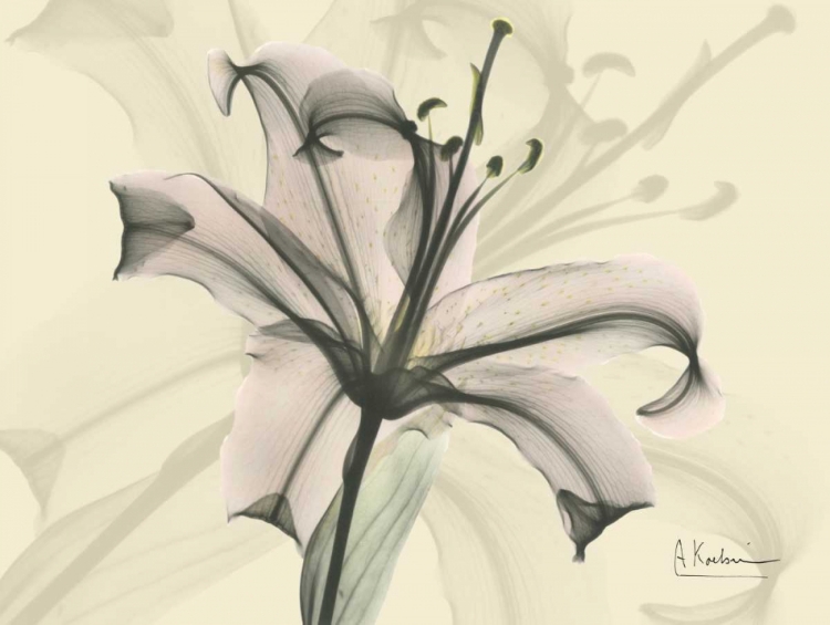 Picture of LILY IN PINK ON BEIGE