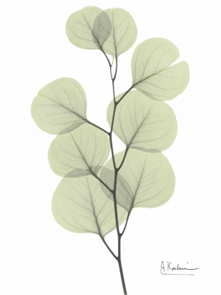 Picture of EUCALYPTUS IN PALE GREEN