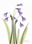 Picture of SNOW DROP IN FULL BLOOM