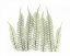 Picture of TREE FERN IN GREEN 3