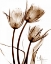 Picture of TULIP ARRANGEMENT IN BROWN
