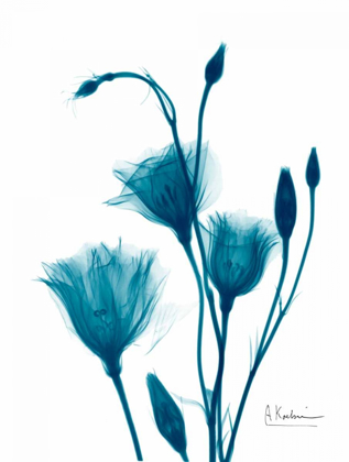 Picture of BOUQUET OF GENTIAN IN BLUE