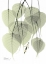 Picture of BO TREE_L264